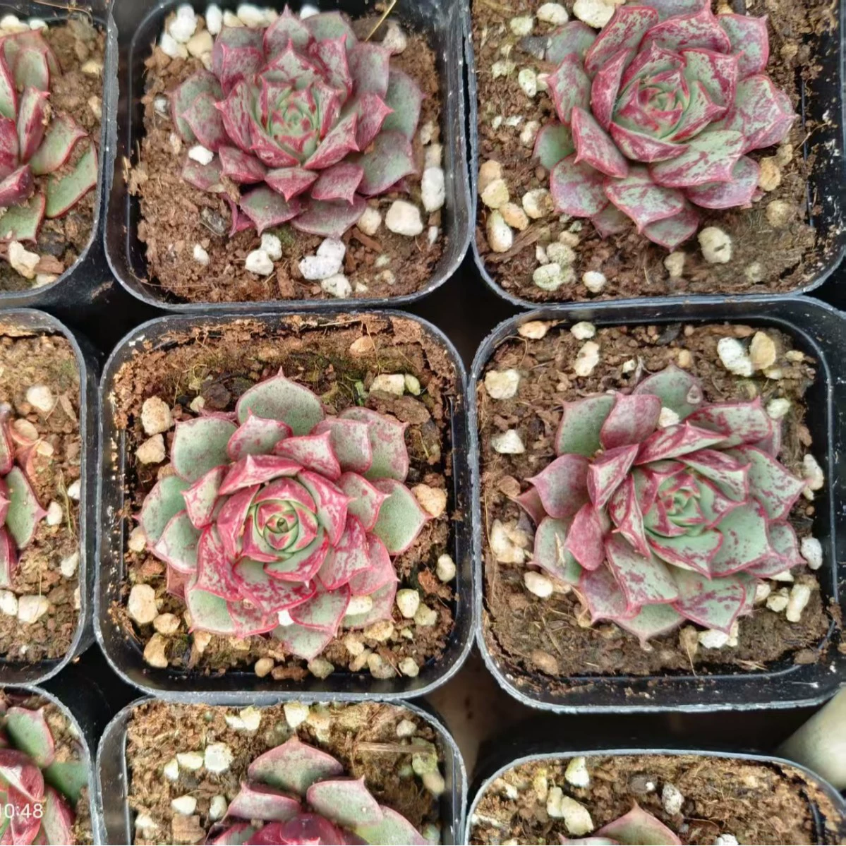 Rosima Duo Мясной 2-3 см Одинарная головка с корнем Rosima