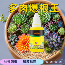 专用养花多肉爆根王强力壮苗剂多肉植物水肥通用营养液快速生根液