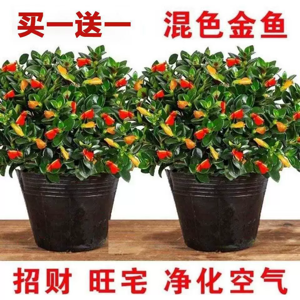 Jucai цветок золотой рыбки, цветок орхидеи