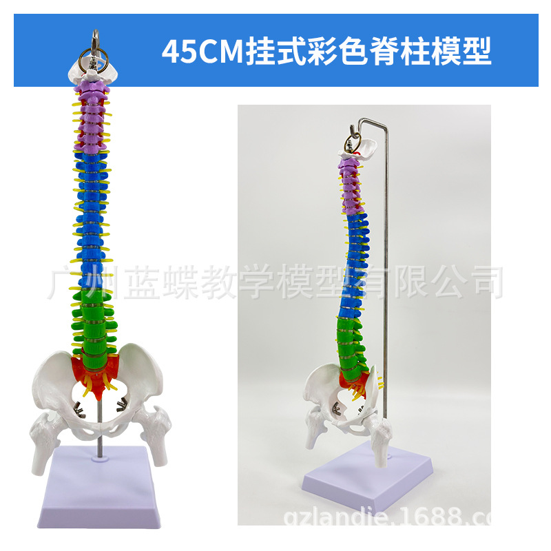 45 85CM���弹��ģ�ͷ��������׵׵�����񾭾�׵��׵β׵׵��