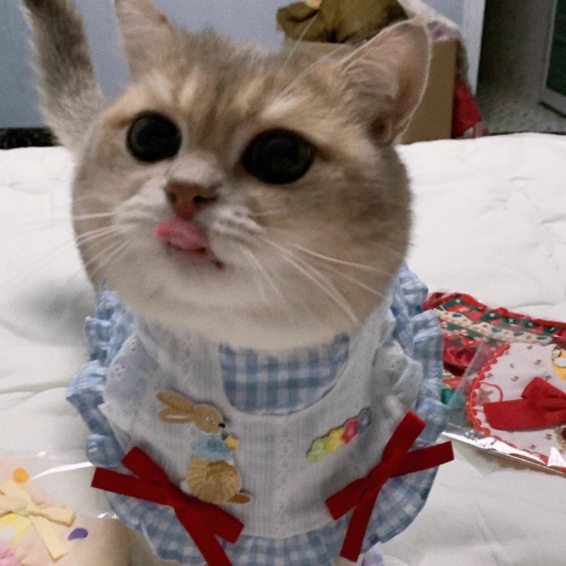 ペットの食事よだれかけ、リボンジュエリー、よだれかけ、首輪、犬猫よだれかけ、マウスタオル、レーススカーフ|undefined