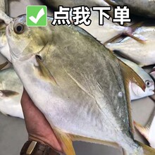 本港金鲳鱼新鲜冷冻鲜活速冻特大金昌冰鲜白海鱼海鲜水产1鲅鱼