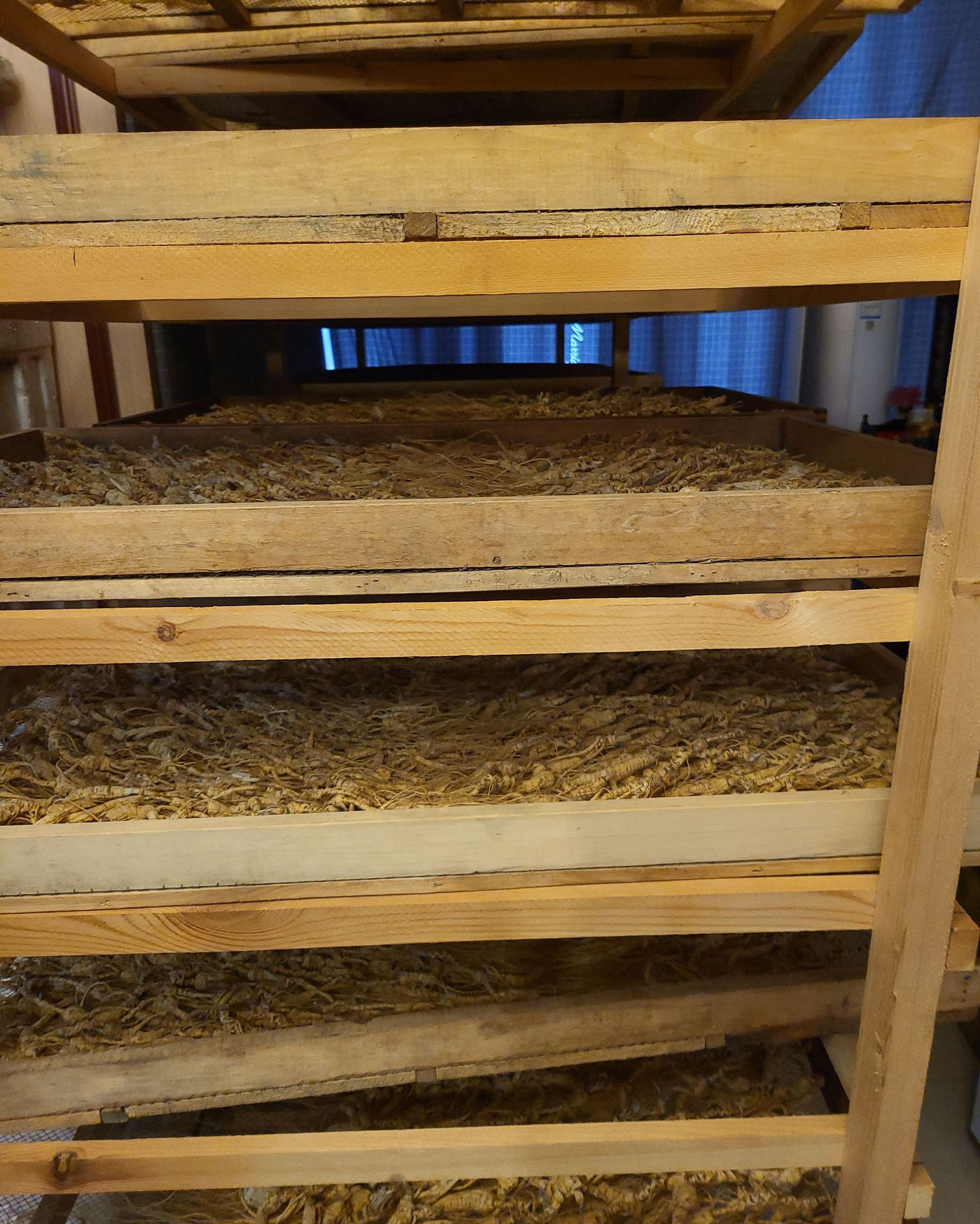 Wild Mountain Ginseng Gift Box Dried Root Slices 15 Years and Above for Soup and Decoction in use