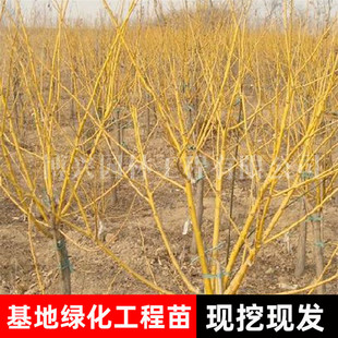 ���l�S�𻱹��̾G���ϱ����Nֲ��ľ��֦�����޽ӽ�z��������צ��