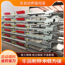 养殖育雏笼蛋鸡笼全自动立式肉鸡鸽子笼鹌鹑养殖场自动喂料肉鸡笼