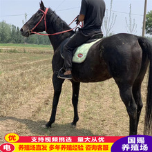 �T���R �ɹ��R �����R ���R ��Ѫ�R �õ��T���R�r��