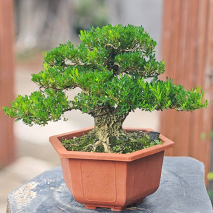 �S������С�~�辰ͥԺ�ļ����ఙƤ�̨�Ϙ��҃�ֲ���~�S������