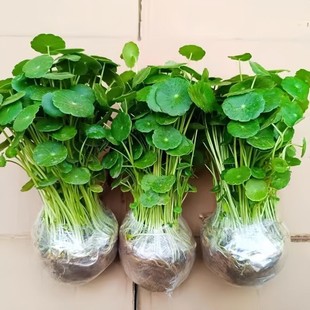 Leaf Copper Money Grass Water and Soil Culture Fish Tank Lazy Root Bud Plant Indoor Office Desk Potted Plant Evergreen All Year Round