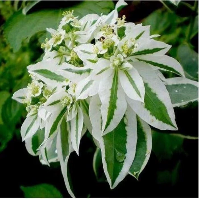 Оптовые поставки ландшафтного озеленения парков, цветов и растений, семян цветов из морских водорослей, семян изумрудного цвета с серебряным краем, альпийского снега