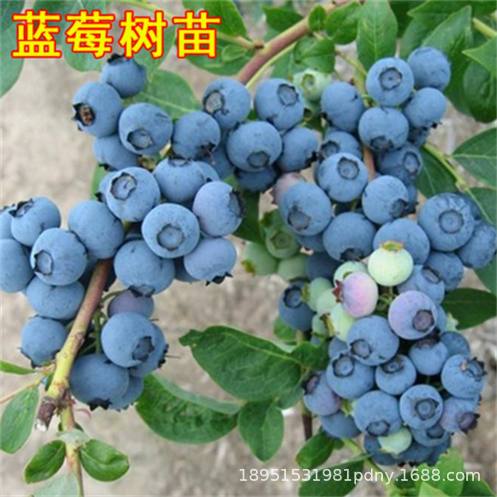 Саженцы черники оптом Изумруд Саженцы черники Lexi Черника Fasiduk Саженцы черники Корни Развитые Саженцы черники