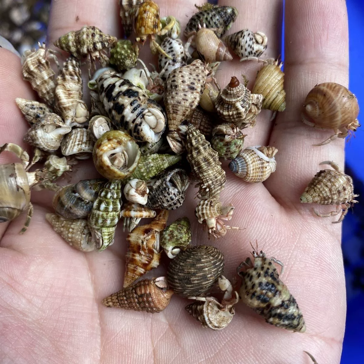 Земной морской улиточный краб? (terrestrial hermit crab)