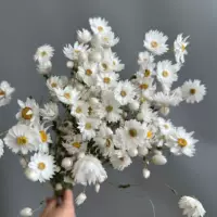 Производитель Родан Рудан Птица Сухое Цветочное Тиснение DIY Клей Заполненные Цветы Оптовая Сухие Цветы Рудан Птица Роденс