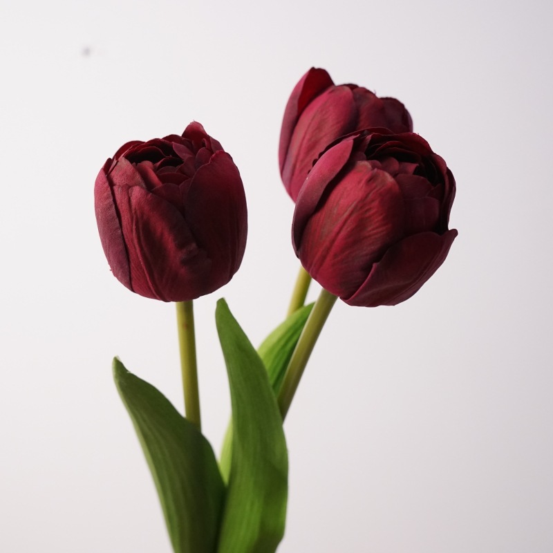 Touch Camellia Tulip - Rojo Negro