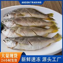 开肚小黄鱼新鲜海捕冷冻小黄鱼深海鱼鲜活海鲜水产批货商用免处理