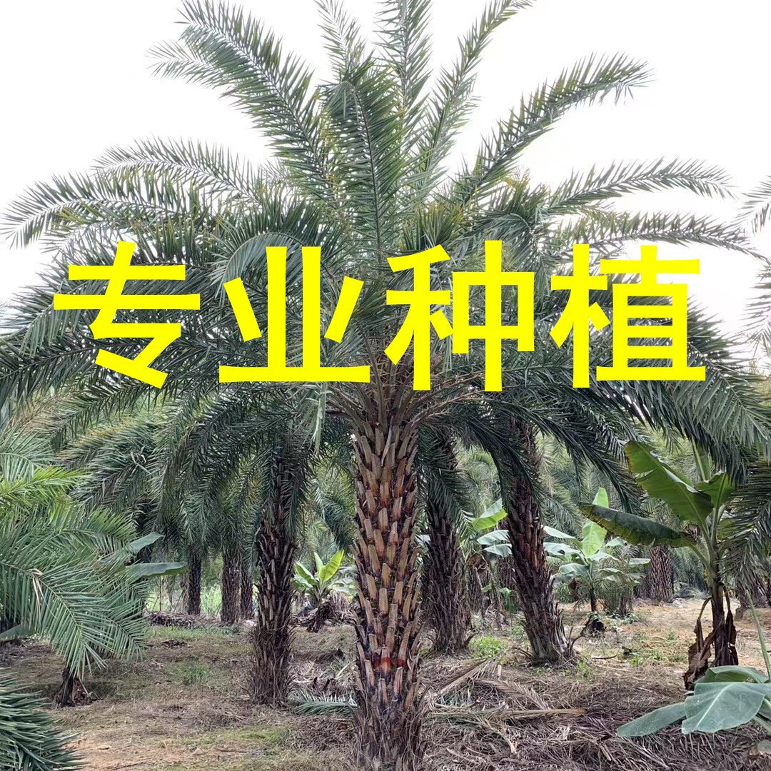 福建中东海枣基地 浙江银海枣市场  江西海枣树基地 湖南中东海枣