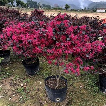 t^ľ_rMtľֱNG玧l؛