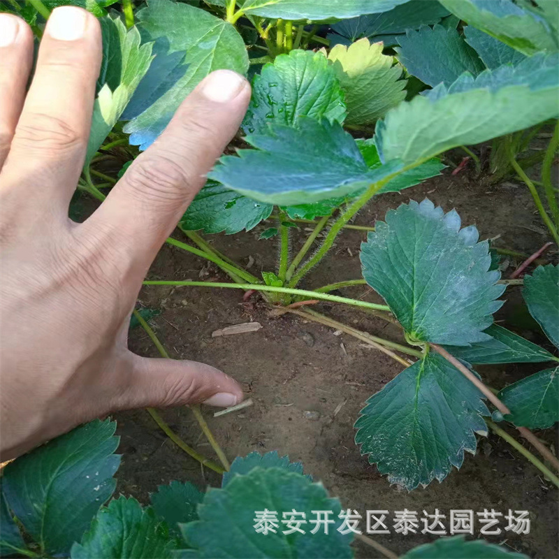 大理大棚甜查理草莓苗 露天二代草莓苗 云南矮壮粗草莓苗
