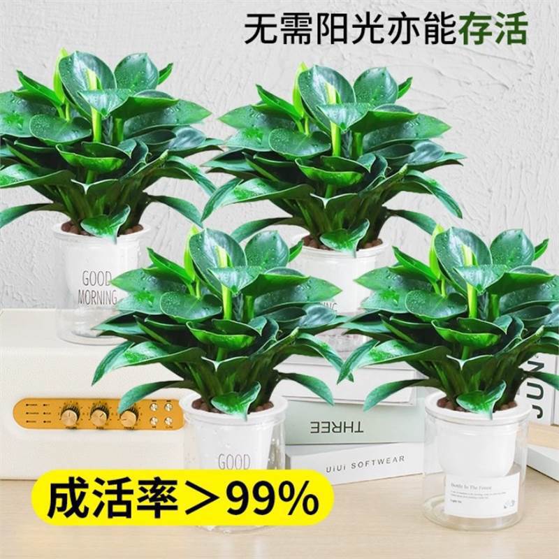 골드 다이아몬드 화분 25-30cm 4개 + 모닝 화분 4개 + 영양액 화분 4개 특별 제공