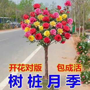 Tree-like Rose Seedling Tree Sump Rose High-stalked Rose Open in Four Seasons Potted Plants Indoor Good Flowers and Green Plants