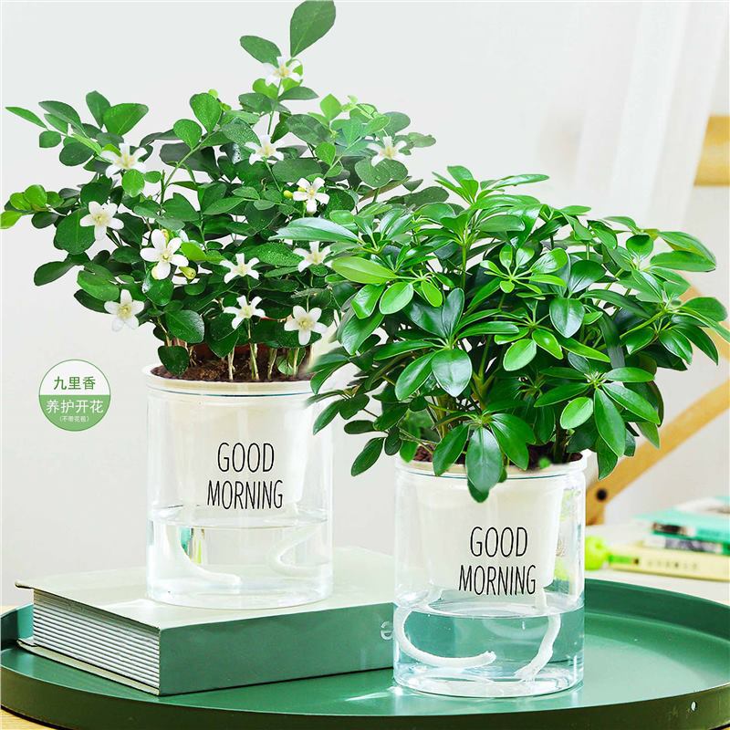 정식 행운의 나무 2 포트 + 줄릭시앙 + 좋은 아침 2 포트 + 영양 용액