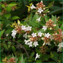 ؟Nľ ~ľ ̈@־G~ľr