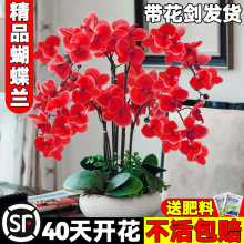 �����m���玧���������������m������͏d�҃�ֲ�ﻨ���ļ����B��