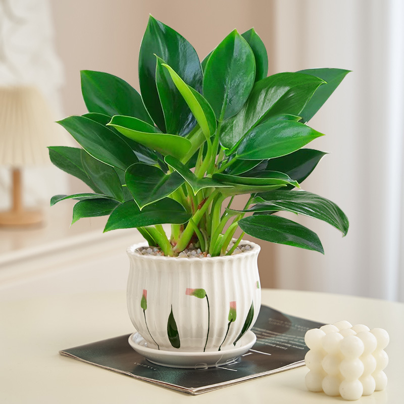 골든다이아몬드 20cm 3그루(연잎 세라믹 화분) + 영양액