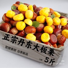 新鲜大板栗生栗子粟子5斤丹东嫩毛大果当季带壳油锥栗仁批发包邮