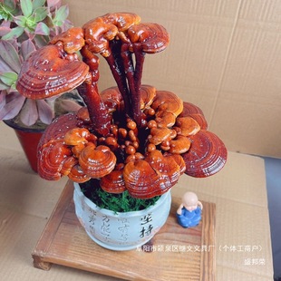 盆栽灵芝室内观赏盆景真大活摆件多肉花盆菌包灵芝绿植灵芝可食用-阿里巴巴