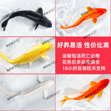 �\���~���~��ˮ��ˮ�~���^�p�~���~С�ͺ��B�ͻ�N�t����ɫ���]