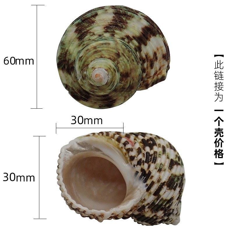 4-5cm 크랩에 적합한 투명 x97 초대형 다채로운 달팽이