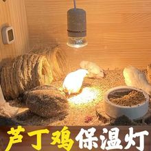 养殖保温灯恒温灯小鸡芦丁鸡鹦鹉育雏取暖灯宠物保温灯爬宠加热灯