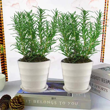 �Ե������Դ�С�����r��ʳ����ֲ��ţ���������㱡�����K�_���~