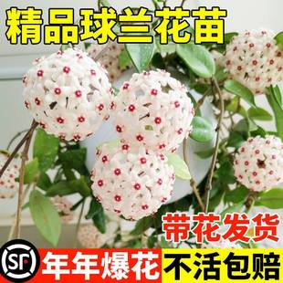 ���m�����������ԾGֲ���m���B���G�҃��⻨��ֲ���������ļ��_
