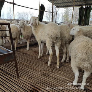 ����Сβ�������� �Ų��d��4-5��������������^̥��С��