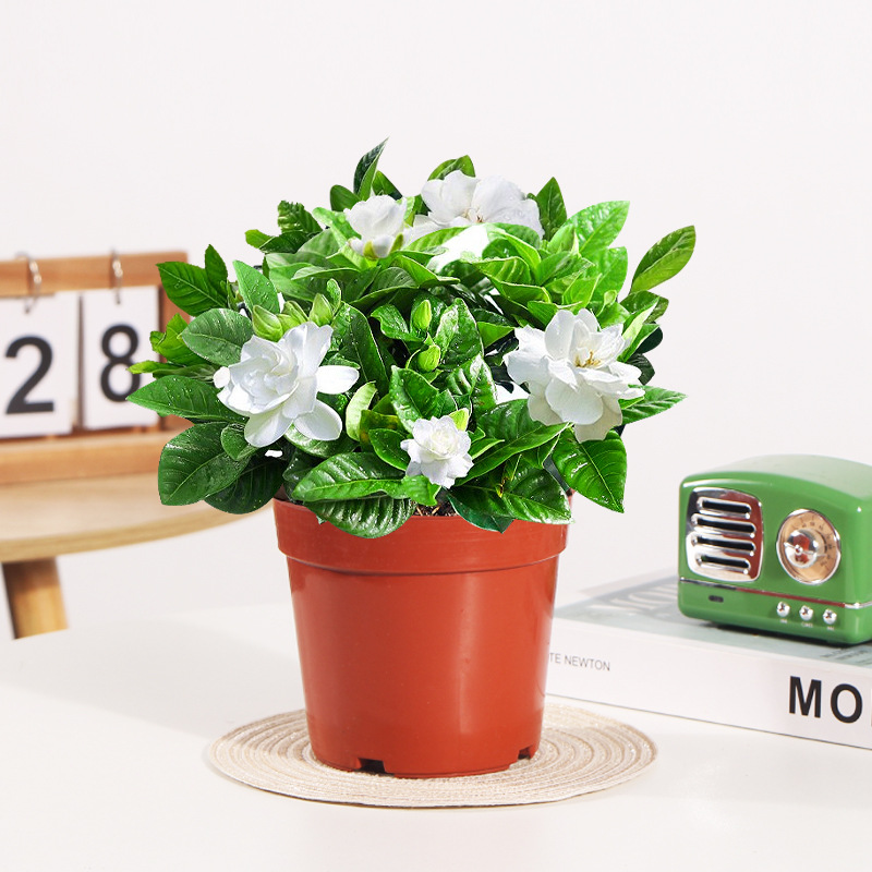 100#싹이 있는 치자나무(원래 화분 흙) + 영양액 [특별 프로모션]