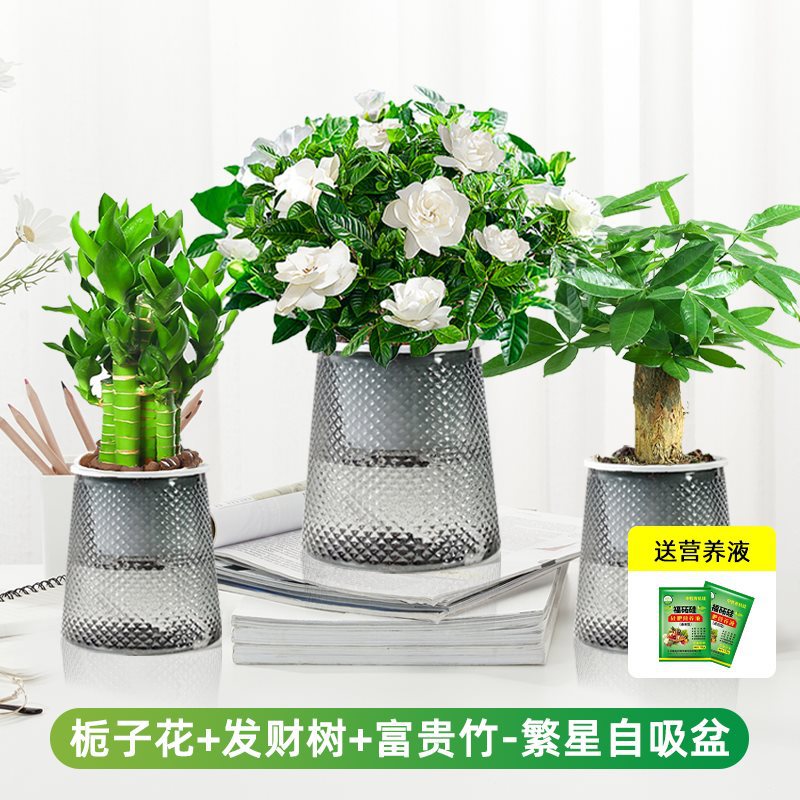 치자나무 + 돈나무 + 행운죽(별분지) + 영양액