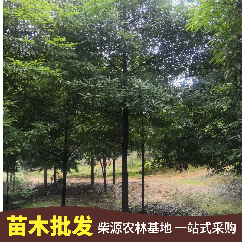 Сельскохозяйственная и лесная база для рассады Chaiyuan Shavings Nan Seeds 1cm - 25cm Уличные деревья и лесные саженцы