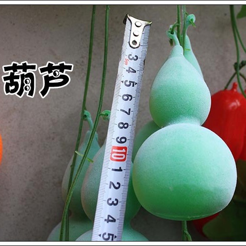 큰 잎 조롱박 2 팩