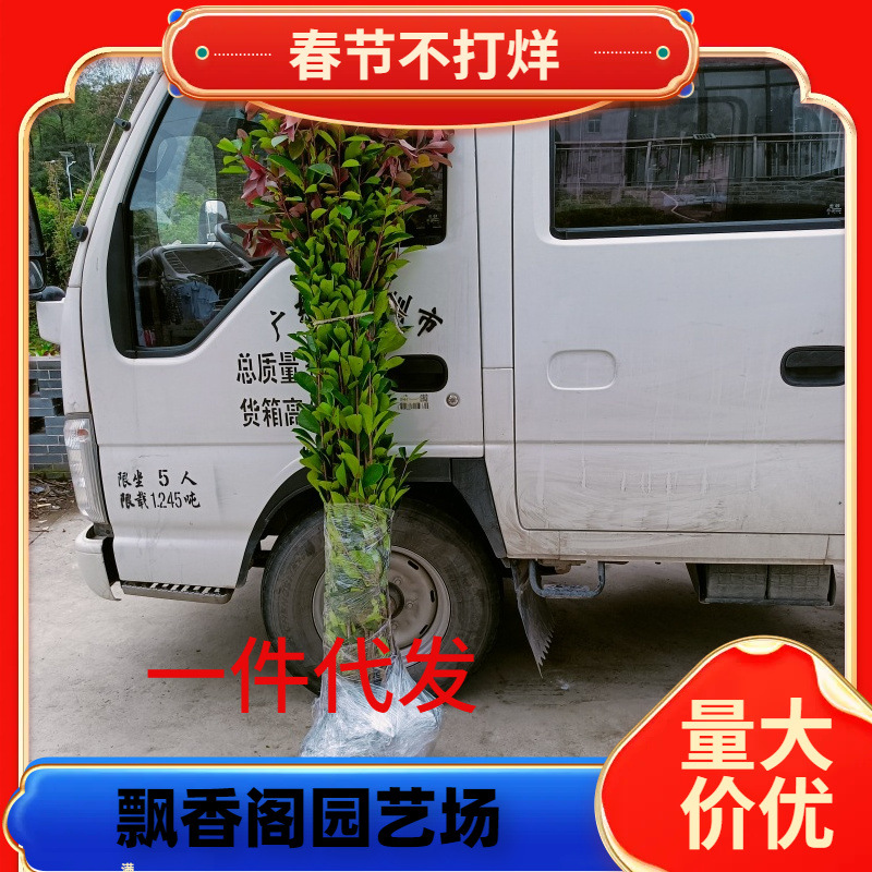 一件代发红叶石楠树苗火焰红小苗红罗宾球红花继木浓香四季桂花金