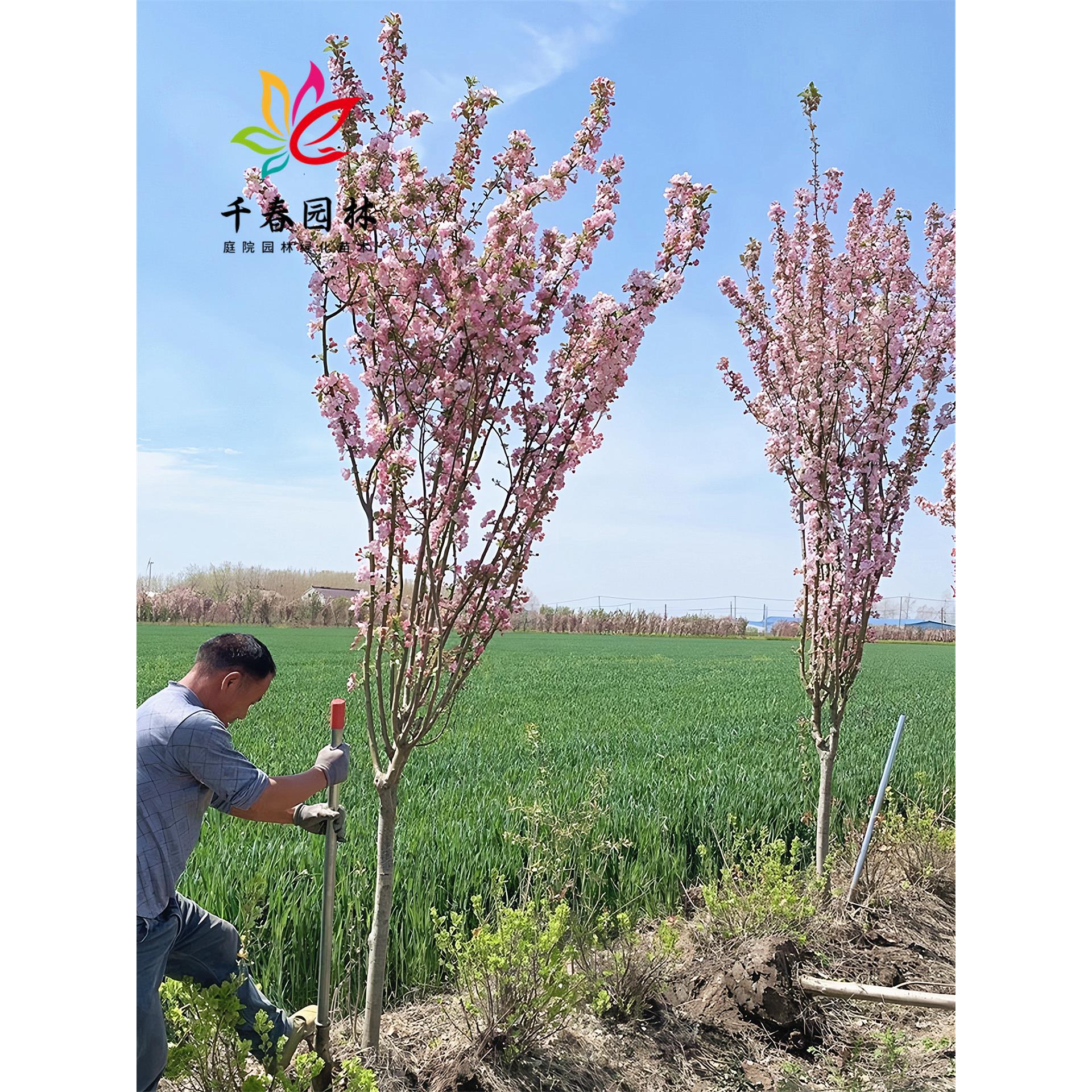 海棠花树苗西府垂丝海棠庭院园林盆栽耐寒绿化风景大树北美海棠树
