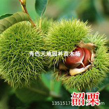 �޽Ӱ�������������������t���������箔��Y���Ϸ������Nֲ