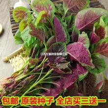 ���׈A�~�{�˷N�ӡ������{���ײ�ǧ�˹����˺��˝h������Ұ�˷N��