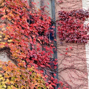 ��ɽ������ֲ���ļ���ɽ���������ԑ���G�����~���~����������Ԯ