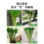 文昌植物水培盆栽绿植