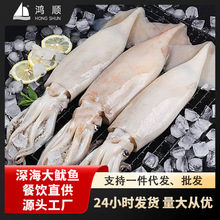 大鱿鱼整只深海新鲜冷冻鱿鱼须头乌贼章鱼海鲜水产烧烤铁板顺丰