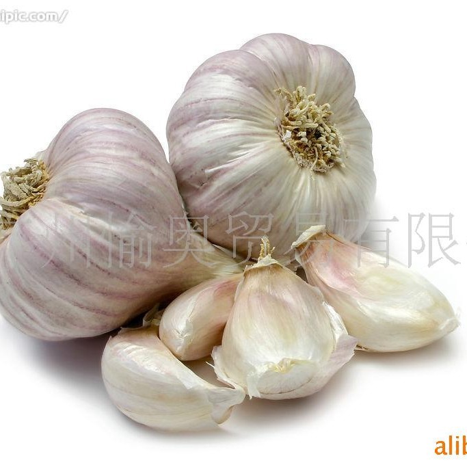 供应张仲景大蒜调味精油5KG起售