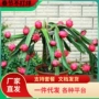 南方北方庭院地栽果树苗