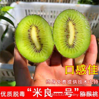 陕西周至徐香猕猴桃树苗嫁接绿心奇异果苗泥胡桃当年结果果树果苗