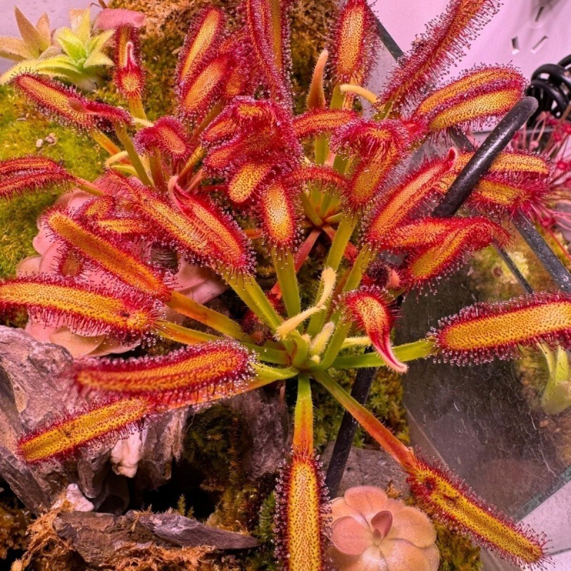 Wholesale Mini Desktop Potted Plants That Are Shade-Tolerant, Insect-Eating Plants, Mosquito Repellent Plants, Sticky Bug-Catching Plants, and Super Large Flycatching Plants